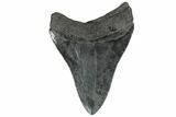 Fossil Megalodon Tooth - South Carolina #181128-1
